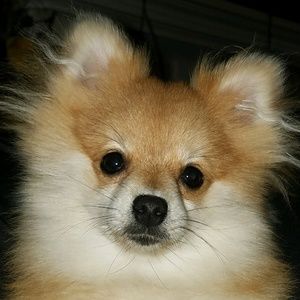 Meet your Posher, Layla